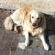 Brandy, golden retriever allongé sur un sol pavé en extérieur, adossé à un mur en pierre, profitant du soleil.