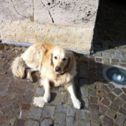 Brandy, golden retriever allongé sur un sol pavé en extérieur, adossé à un mur en pierre, profitant du soleil.