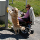 Canelle, Golden Retriever, appuyant sur le bouton d’un feu piéton avec ses pattes avant, aux côtés d’une personne en fauteuil roulant électrique.