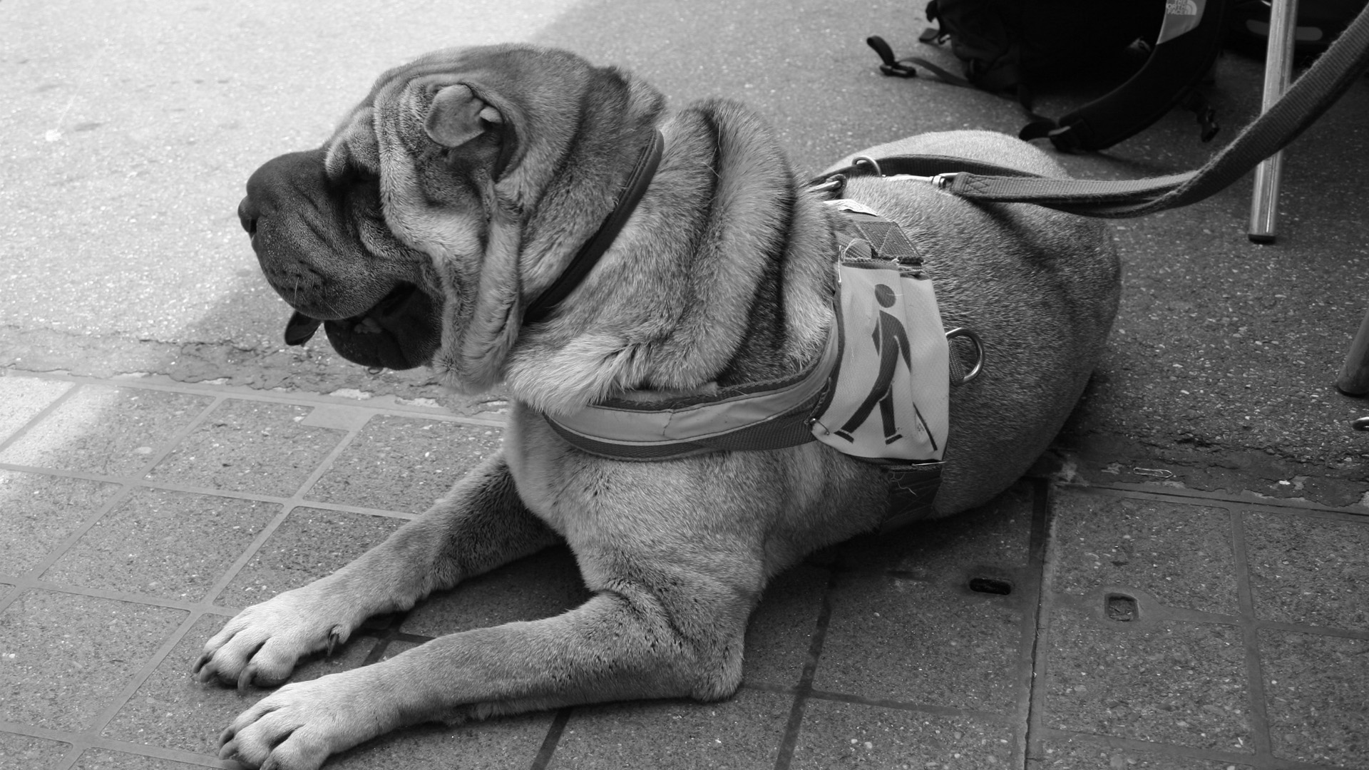 Un chien d’assistance de race Shar-Peï, équipé d’un harnais, est allongé sur un trottoir.