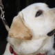 Gros plan sur un labrador beige regardant vers le haut, en laisse, avec un collier rouge.