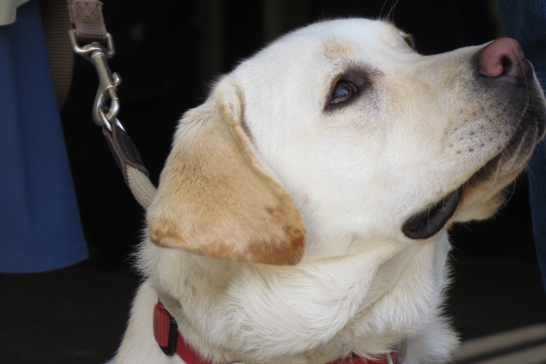 Gros plan sur un labrador beige regardant vers le haut, en laisse, avec un collier rouge.