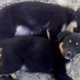 Deux chiots noirs couchés sur des graviers, l’un regarde l’objectif tandis que l’autre repose sa tête au sol.