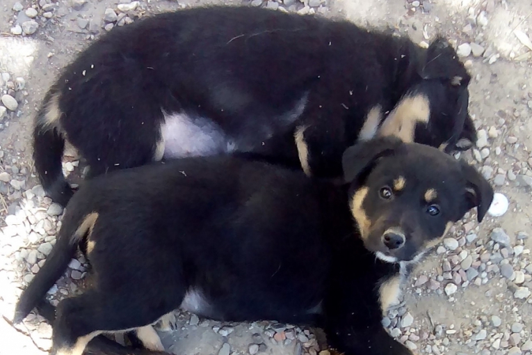 Deux chiots noirs couchés sur des graviers, l’un regarde l’objectif tandis que l’autre repose sa tête au sol.