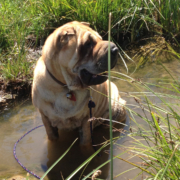 Gavroche, chien Shar-Peï assis dans une petite mare entourée d’herbes hautes, attaché à une corde violette, profitant d’un moment au frais dans un cadre naturel.