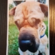 Gros plan de Gavroche, chien Shar-Peï beige au museau foncé, pris en extérieur sur fond d’herbe et d’arbres.