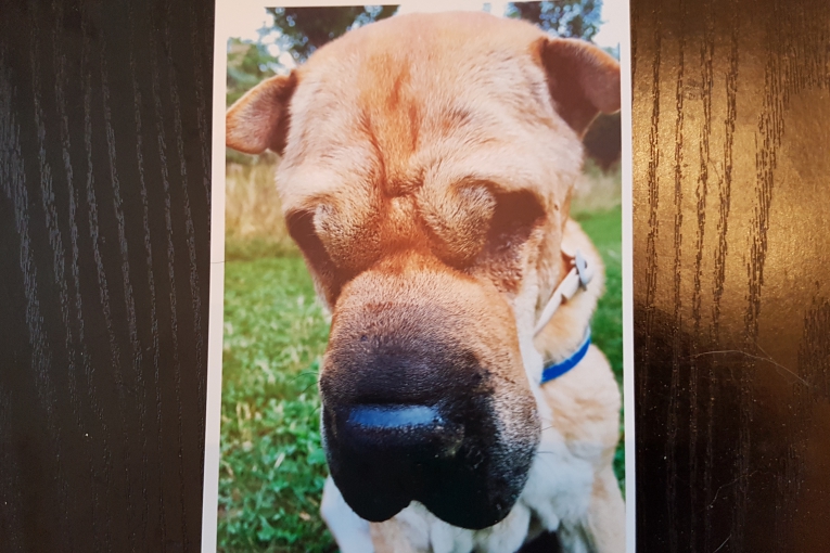 Gros plan de Gavroche, chien Shar-Peï beige au museau foncé, pris en extérieur sur fond d’herbe et d’arbres.