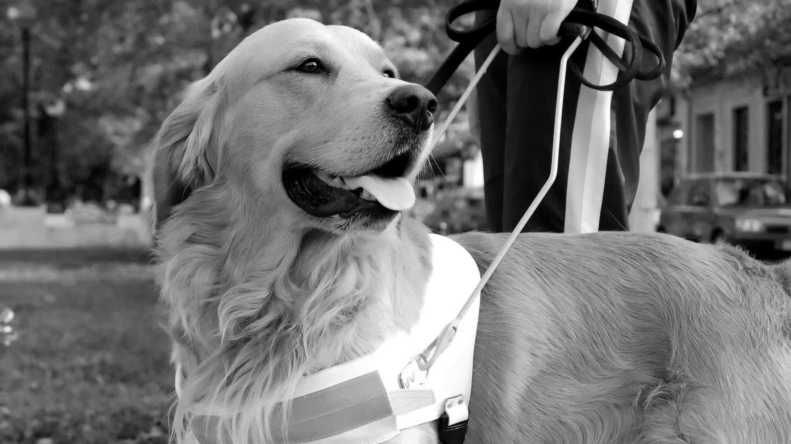 Chien-guide en harnais, concentré et attentif, tenu par son propriétaire en extérieur.
