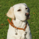 Hélia, Labrador couleur sable, portant un collier en cuir marron avec une clochette, assis sur une pelouse verte.