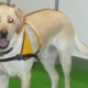 Chien guide labrador au harnais jaune, debout sur un sol vert, regard attentif tourné vers l’objectif.