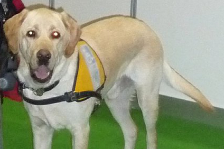 Chien guide labrador au harnais jaune, debout sur un sol vert, regard attentif tourné vers l’objectif.