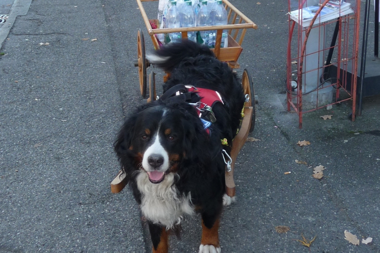 Babou, Bouvier Bernois souriant tirant une charrette en bois remplie de bouteilles d’eau, sur un trottoir.