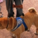 Chien d’assistance nommé Gavroche en harnais bleu, prêt à accompagner son maître dans un environnement extérieur.