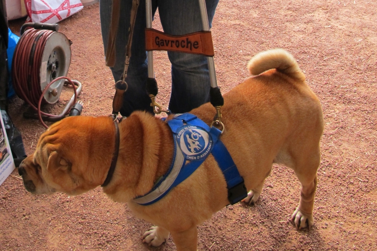 Chien d’assistance nommé Gavroche en harnais bleu, prêt à accompagner son maître dans un environnement extérieur.