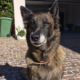 Kiara, Berger Belge Tervueren, assis sur un sol pavé devant une maison, regardant calmement l’objectif.