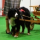 Babou, Bouvier Bernois attaché à une charrette en bois, guidé par une dame.