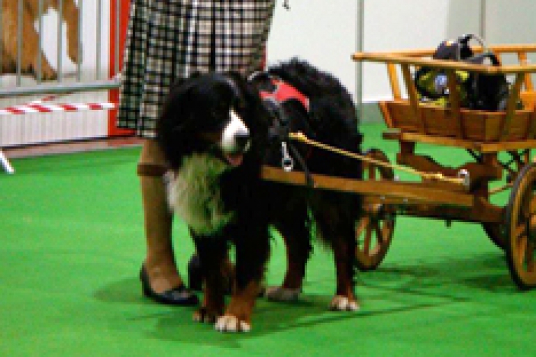 Babou, Bouvier Bernois attaché à une charrette en bois, guidé par une dame.