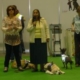 Trois dames debout avec leurs chiens d’assistance allongés ou en laisse, pendant une démonstration publique.
