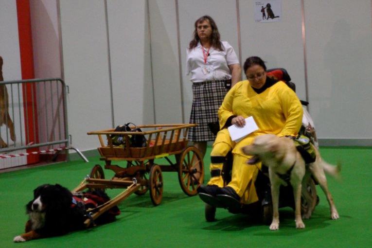 Une dame en fauteuil avec son chien d’assistance, un autre chien tirant une charrette, et une dame en arrière-plan qui l'observe.