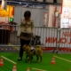 Démonstration avec un chien d’assistance guidant une dame sur un parcours d’obstacles lors d’un salon.