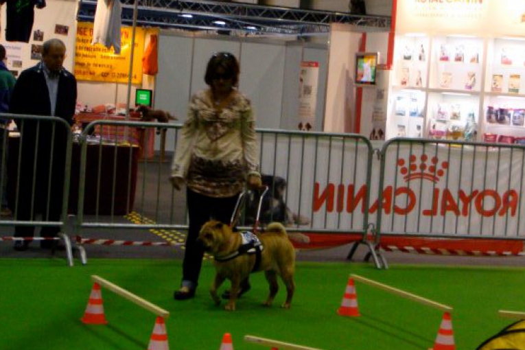 Démonstration avec un chien d’assistance guidant une dame sur un parcours d’obstacles lors d’un salon.