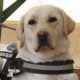 Oktane, chien Labrador portant un harnais, allongé calmement.