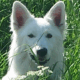 Hassia, chien blanc aux grandes oreilles dressées, partiellement caché dans une prairie verdoyante au printemps.