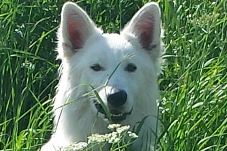 Hassia, chien blanc aux grandes oreilles dressées, partiellement caché dans une prairie verdoyante au printemps.