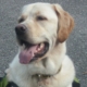 Portrait d’un labrador souriant, portant un harnais de chien d’assistance, assis à l'extérieur.