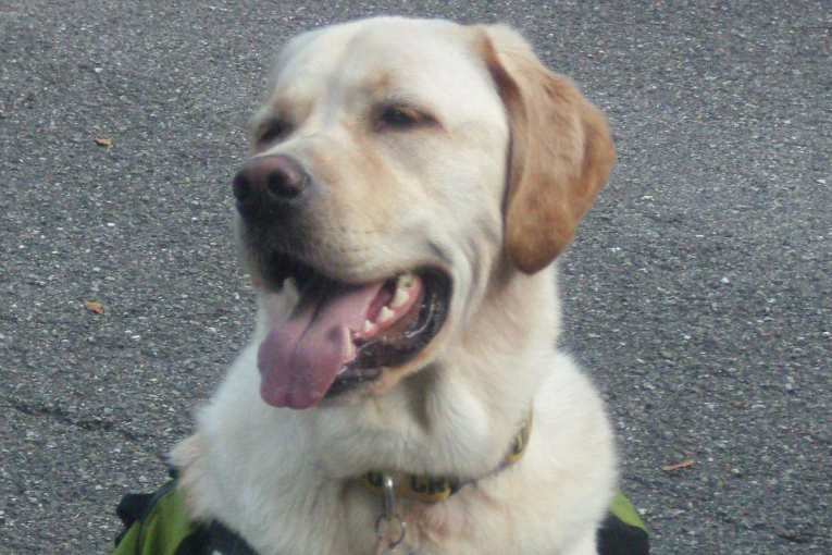 Portrait d’un labrador souriant, portant un harnais de chien d’assistance, assis à l'extérieur.