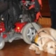 Un chien guide allongé au sol, attaché à une dame en fauteuil roulant électrique rouge, lors d’un événement en intérieur.