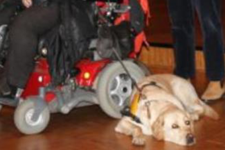 Un chien guide allongé au sol, attaché à une dame en fauteuil roulant électrique rouge, lors d’un événement en intérieur.