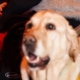 Une dame en fauteuil roulant, à côté de son chien d’assistance Sorbonne, attentif et calme.
