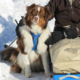 Une dame en luge adaptée, assise dans la neige aux côtés de son chien d’assistance Shantih, un berger australien.