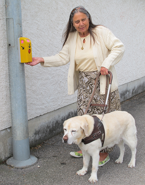 Une dame non-voyante appuie sur le bouton d’un feu piéton, guidée par son chien d’assistance.