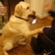 Chien d’assistance apportant un téléphone à une personne en fauteuil, patte posée sur son genou.
