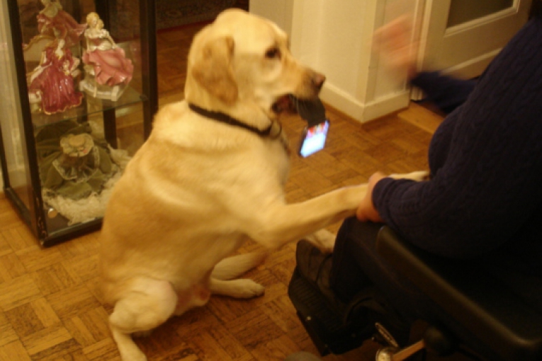 Chien d’assistance apportant un téléphone à une personne en fauteuil, patte posée sur son genou.