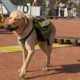 Chien d'assistance en harnais vert participant à une démonstration en plein air devant des spectateurs.
