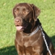 Stella, chien Labrador chocolat, assis sur une pelouse ensoleillée, portant une laisse et un collier chaîne.