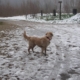Cannelle, chien beige, debout sur un chemin partiellement enneigé, dans un paysage d’hiver brumeux et boisé.