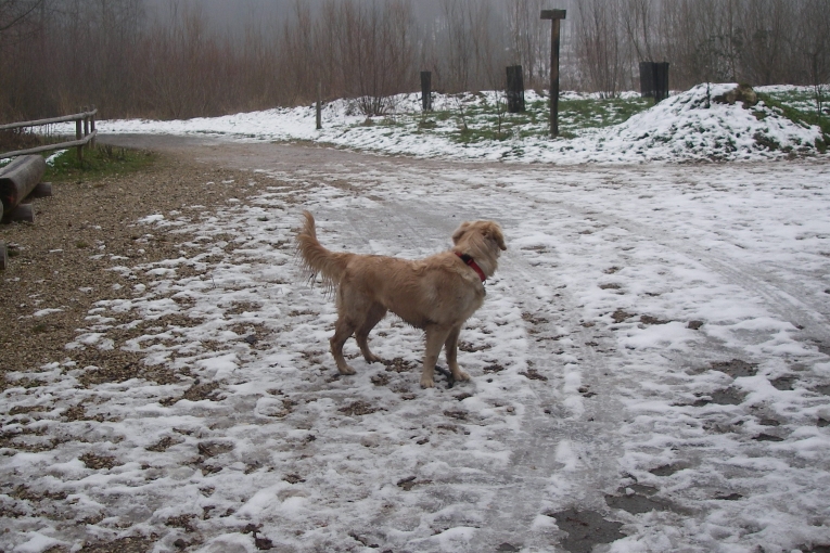 Cannelle, chien beige, debout sur un chemin partiellement enneigé, dans un paysage d’hiver brumeux et boisé.