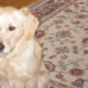 Cannelle, chien beige, assis à l’intérieur sur un tapis.