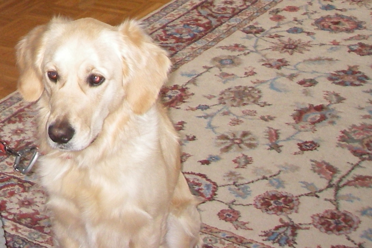 Cannelle, chien beige, assis à l’intérieur sur un tapis.