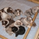 Portée de neuf chiots de différentes couleurs et explorant un panier couvert d’un drap bleu à motifs.