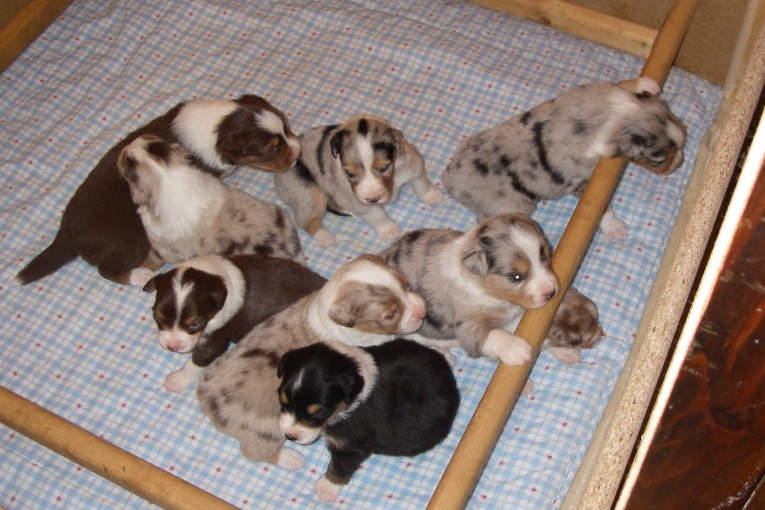 Portée de neuf chiots de différentes couleurs et explorant un panier couvert d’un drap bleu à motifs.