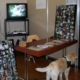 Chien d’assistance observant un stand d’exposition avec panneaux photo, documents informatifs et écran diffusant une vidéo.